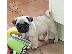 PoulaTo: Pug κουτάβι